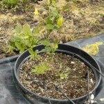 Borówka w pojemnikach: emitery do dostarczania wody