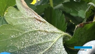 Mączlik na liściu truskawki