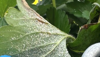 Mączlik na liściu truskawki