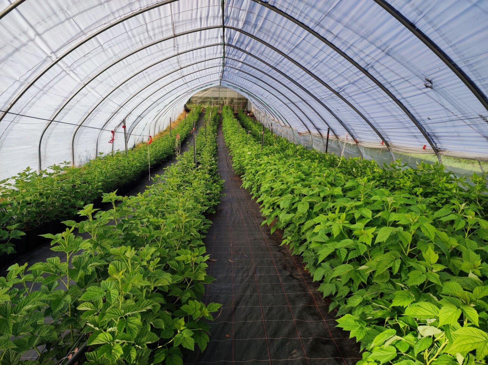 Matecznik malin (fot. KKD)