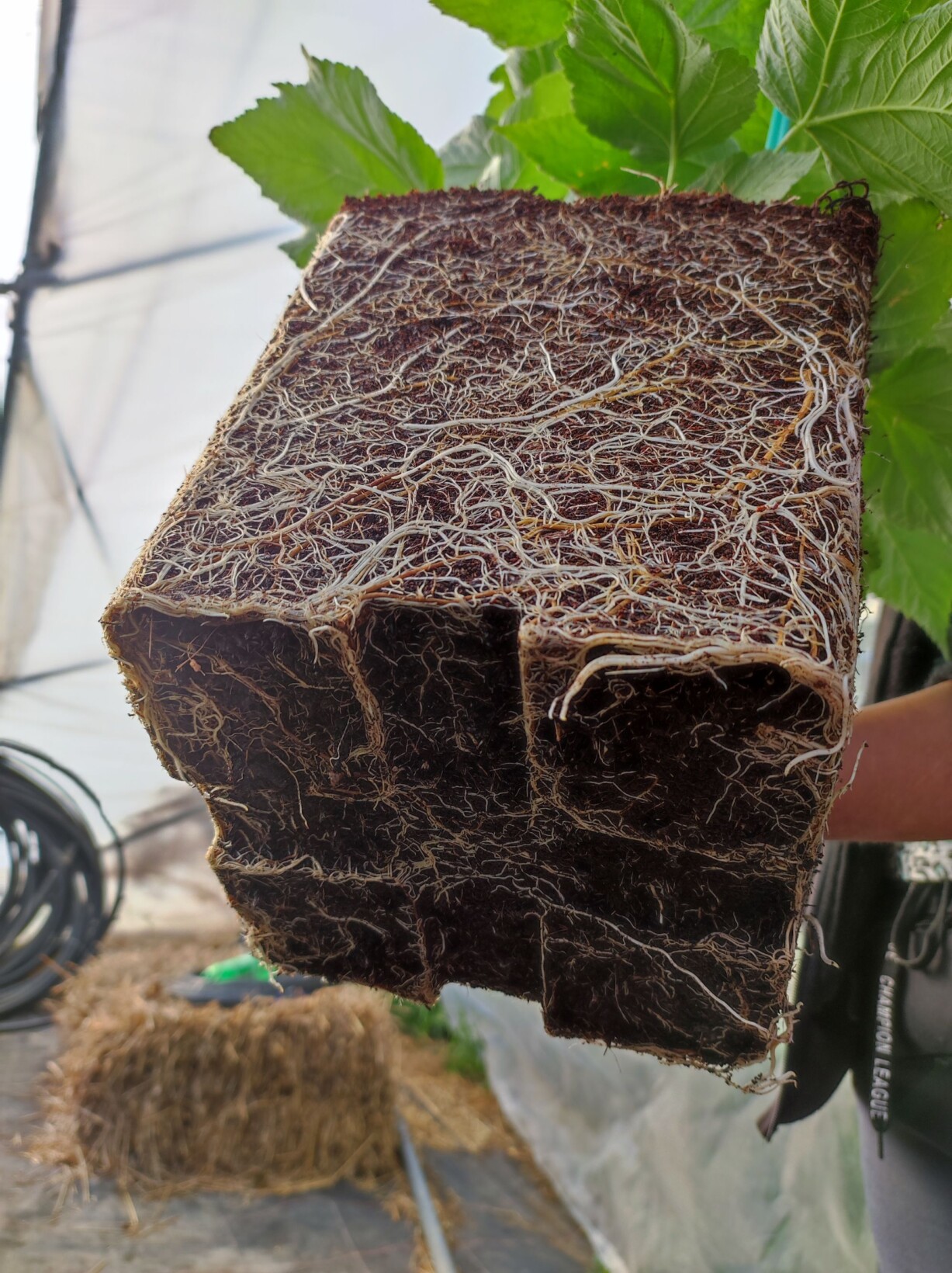 Dobrze ukorzeniona sadzonka maliny w doniczce (fot. KKD)