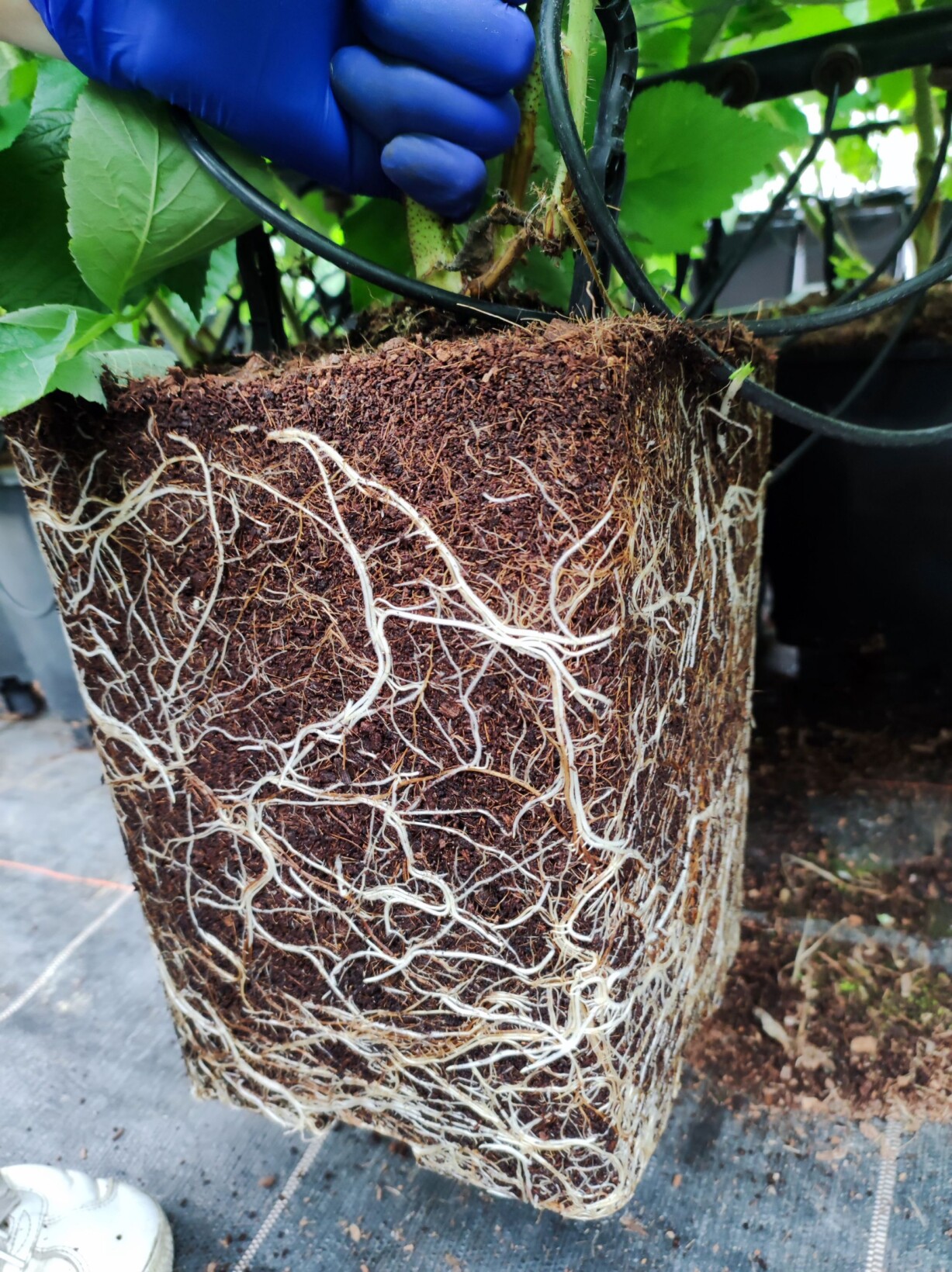 Maliny ukorzeniane w doniczkach z podłożem kokosowym nie są narażone na przelanie (fot. KKD)