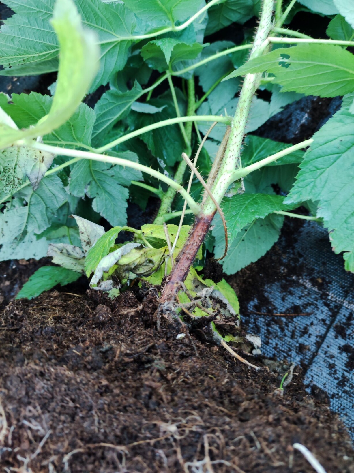 W trakcie prowadzenia roślin matecznych należy chronić je przed zamieraniem pedow malin