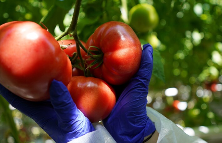 Pomidory odporne na ToBRFV (fot. De Ruiter)