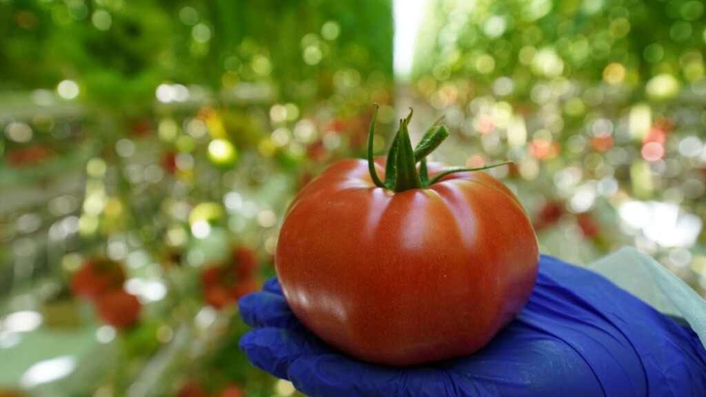 Pomidory odporne na ToBRFV (fot. Beyer - De Ruiter)