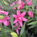 Lilium Diantha_Dutch Lily Days 2025_fot. A-Cecot