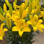 Lilium_Downtown_deJong Lelies_Dutch Lily Days 2025_A. Cecot