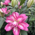 Lilium_Visione_ORdb_BOT_Dutch Lily Days 2025_fot. A-Cecot