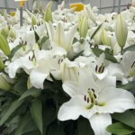 Lilium_Tisento-OT_BOT_Dutch Lily Days 2025_fot. A-Cecot_m