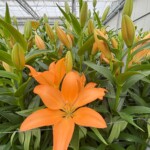 Lilium_Menton_LA_BOT__Dutch Lily Days 2025_fot. A-Cecot