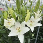 Lilium_Mercato_LA_BOT_Dutch Lily Days 2025_fot. A-Cecot