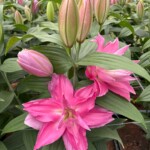 Lilium_Lucky Shot_Dutch Lily Days 2025_fot. A-Cecot