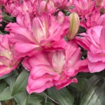 Lilium_Lucky Amor_RoyalVanZanten_Dutch Lily Days 2025_fot. A-Cecot