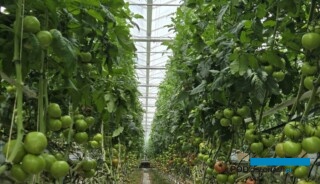 Okazuje się, że uprawa pomidorów może dostarczać nie tylko smacznych owoców... na Uniwersytecie Wageningen prowadzone są badania nad możliwością wykorzystania liści pomidora, które mają wysoką zawartość białka (fot. AW)