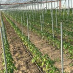 Zagęszczenie roślin w pompowanym tunelu papryki to 800 szt./ ha
