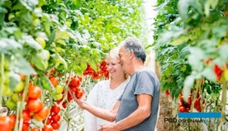Zdrowa uprawa pomidora (fot. Biobest)