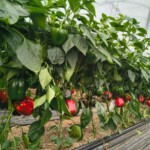 Papryka Tindaya F1, czerwona papryka typu blok (fot. D. Wielgat)
