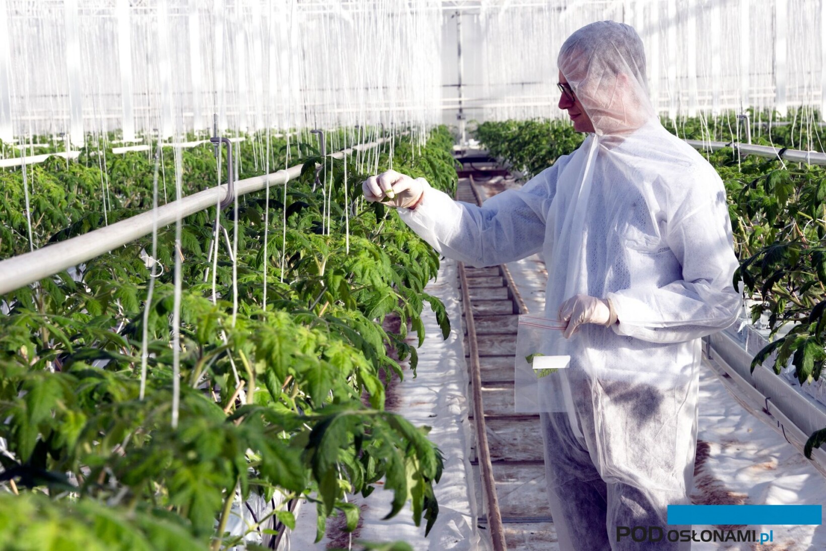 Pobieranie po szczepieniu PMV-01 próbek do badania - sprawdzanie skuteczności zabiegu (fot. Biobest)