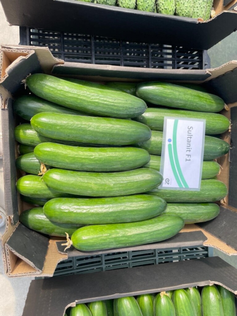 Ogórek Sultanit (fot. Enza Zaden)