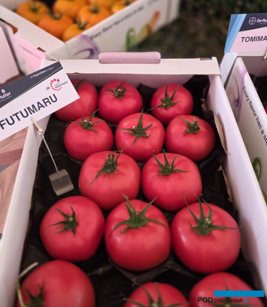 omidor malinowy Futumaru (fot. AW)