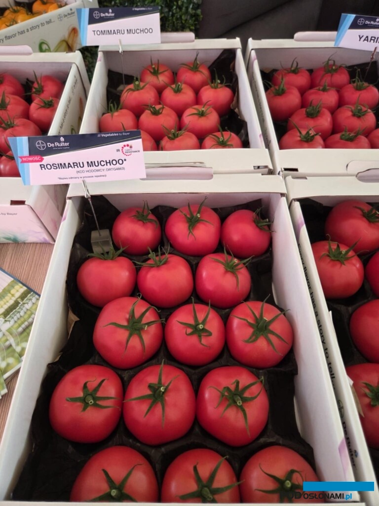 Pomidor malinowy Rosimaru Muchoo (fot. AW)