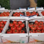 Ekspozycja odmian pomidora marki De Ruiter (fot. AW)