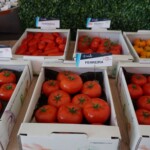 Ekspozycja odmian pomidora marki De Ruiter (fot. AW)