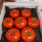 Pomidor Riboski (fot. AW)