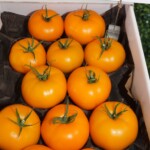 Pomidor żółty Bemaro (fot. AW)