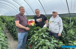 Ochrona, biostymulacja i nawożenie papryki. Zalecenia z Pepper Cafe