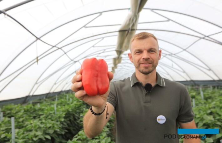 Piotr Dutkowski z firmy Yara na plantacji papryki, nawożonej wg zaleceń firmy Yara, Superba Green Forte (fot. M. Podymniak)