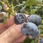 Borówka wysoka jest coraz częściej porażana przez patogeny