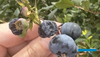 Borówka wysoka jest coraz częściej porażana przez patogeny