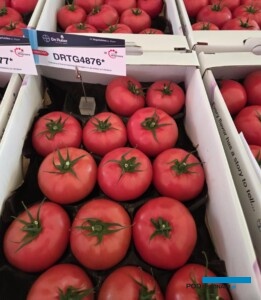 Pomidor DRTG4876