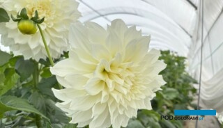 Dalia 'Fleurel' (fot. A. Cecot)