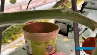 W uprawach pomidorów szklarniowych powszechnie wykorzystywany jest dziubałeczek mączlikowy -Macrolophus pygmaeus (fot. DŁB)