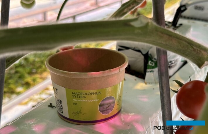 W uprawach pomidorów szklarniowych powszechnie wykorzystywany jest dziubałeczek mączlikowy -Macrolophus pygmaeus (fot. DŁB)