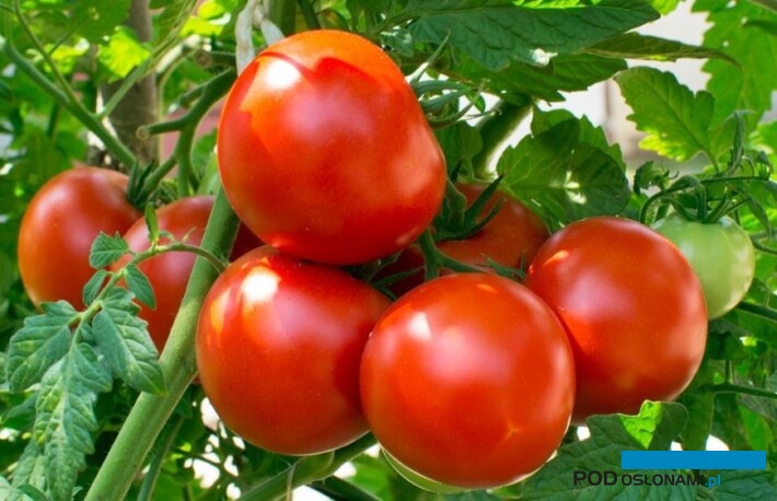 Pomidory, podłoże Cultiwool