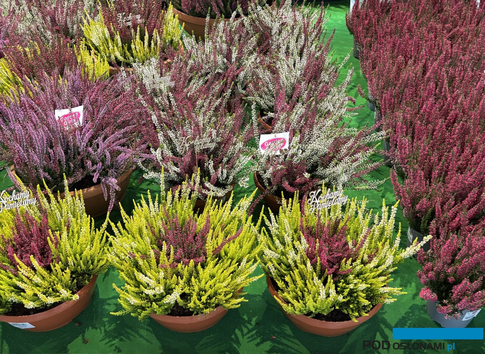 Szkółka Drewek prezentowała wrzosy z serii Gardengirls® - nie tylko w małych pojemnikach, ale również w misach (mixy_Gardenia 2025_fot. A-Cecot