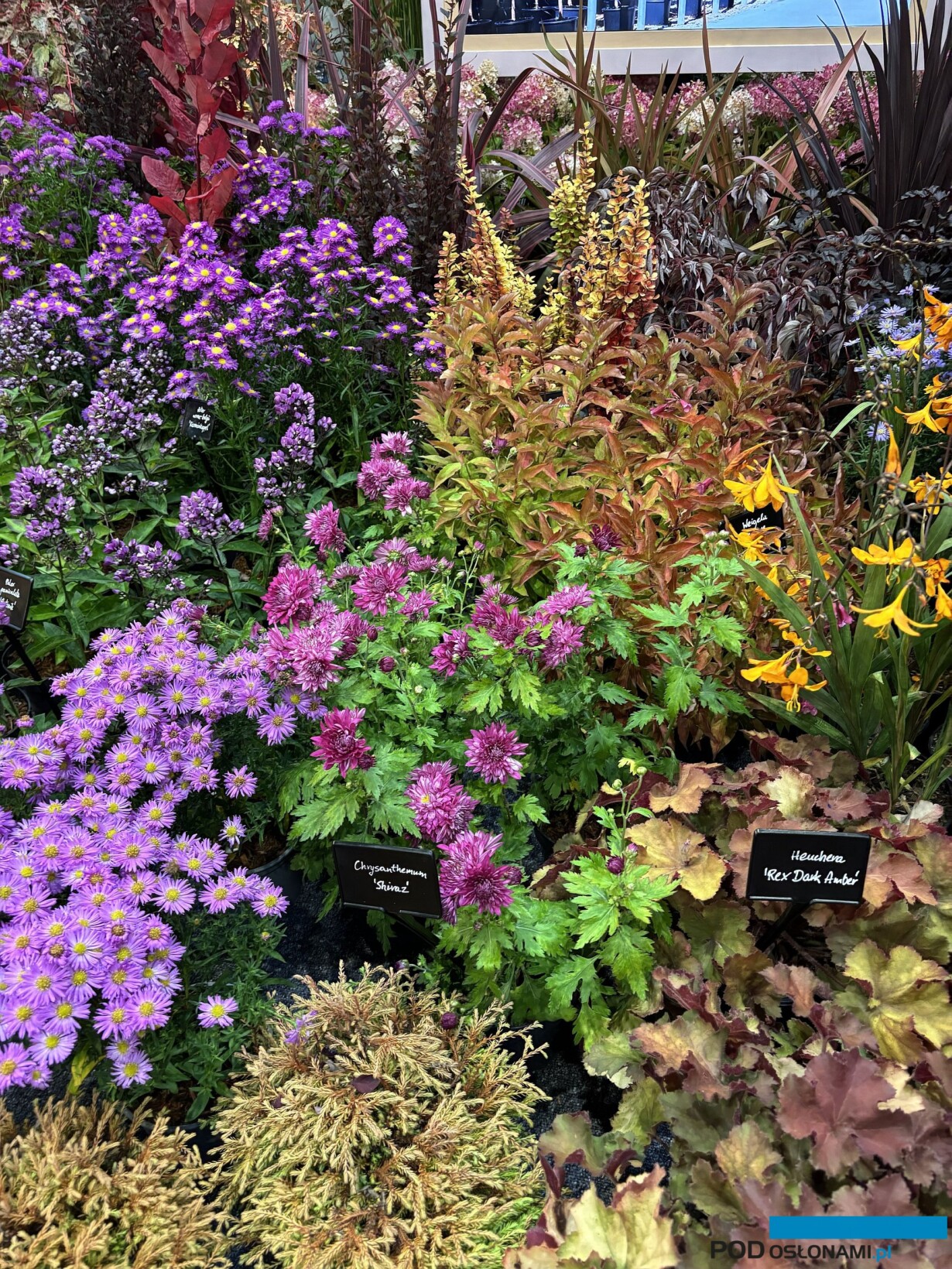 Bylinowa chryzantema (w środku - tu: odmiana 'Shiraz')_Szkolka Szmit_Gardenia 2025_fot. A-Cecot