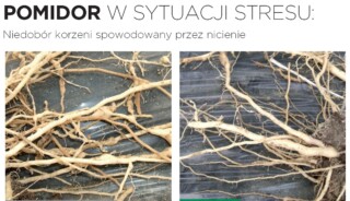 Działanie biostymulatora Osiryl na rozwój korzeni pomidora