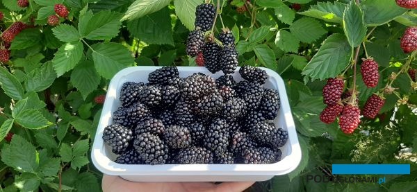 Atrakcyjne owoce jeżyny Glorniwa