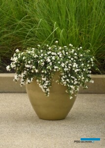 Bacopa (Sutera cordata) Galactic Mist (fot. Fleuroselect)