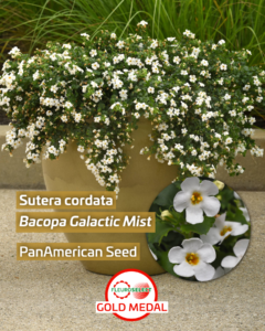 Bacopa Galactic Mist (fot. Fleuroselect)