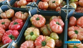 Pomidor odmiany Buffalopink (fot. Hazera)