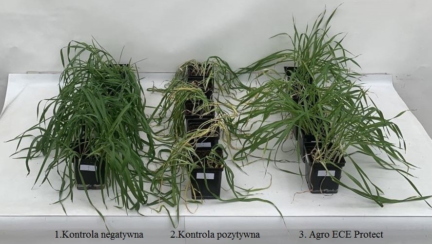 Uszkodzenia spowodowane upałami (fot. ASL)