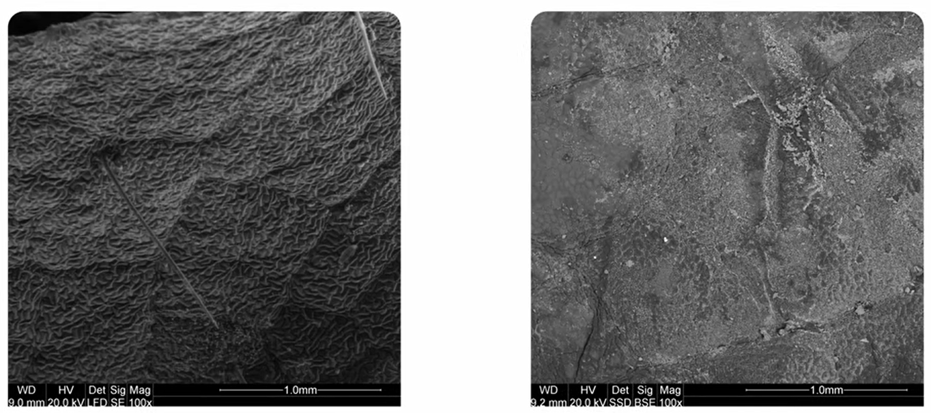Zdjęcia powierzchni liścia truskawki spod mikroskopu elektronowego. Po lewej nie opryskany. Po prawej opryskany Agro ECA Protect. Widoczny biały mikrofilm z zeolitu.