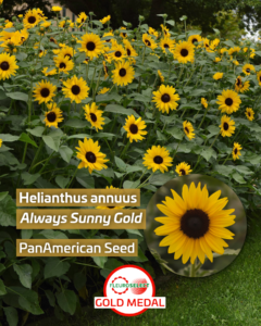 Heliantus Always Sunny Gold (fot. Fleuroselect)