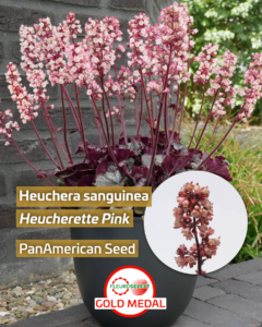 Żurawka krwista (Heuchera sanguinea) Heucherette Pink
