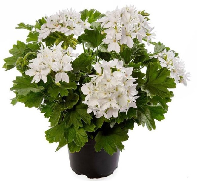 Pelargonia Starry White, fot. Syngenta Flowers
